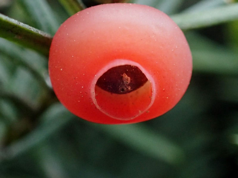 c0183777_4383074.jpg