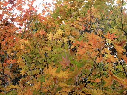 f0053885_2013038.jpg