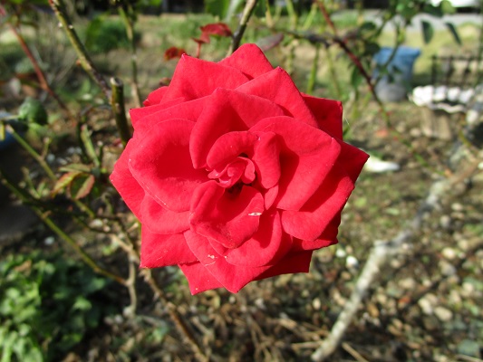a0143388_1617451.jpg