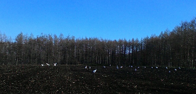c0188229_972473.jpg