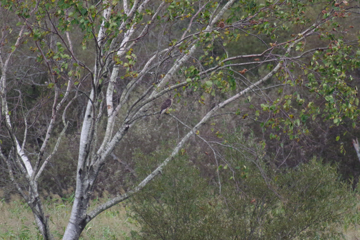 b0247838_15305992.jpg