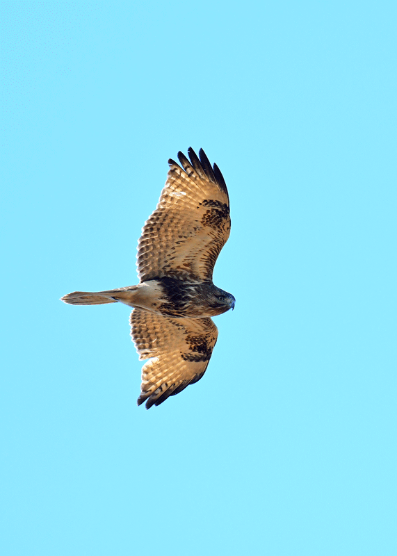 d0290240_15192920.gif