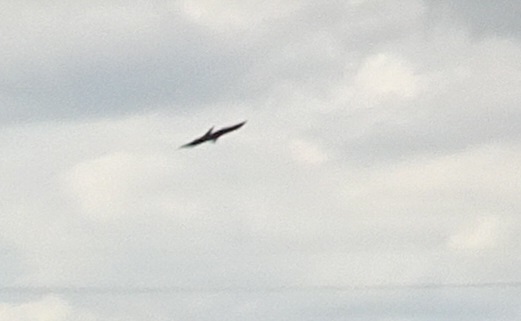 c0108460_17185330.jpg