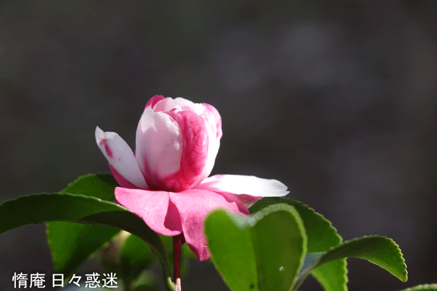 e0346064_18223614.gif