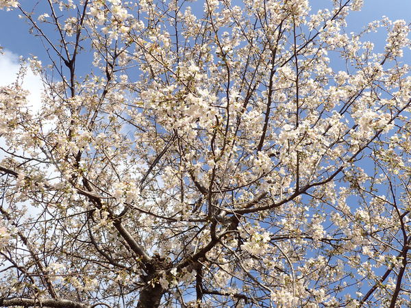 c0286574_1523349.jpg