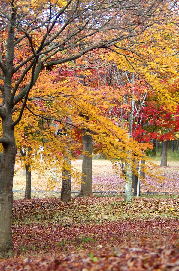 d0147812_1151169.jpg