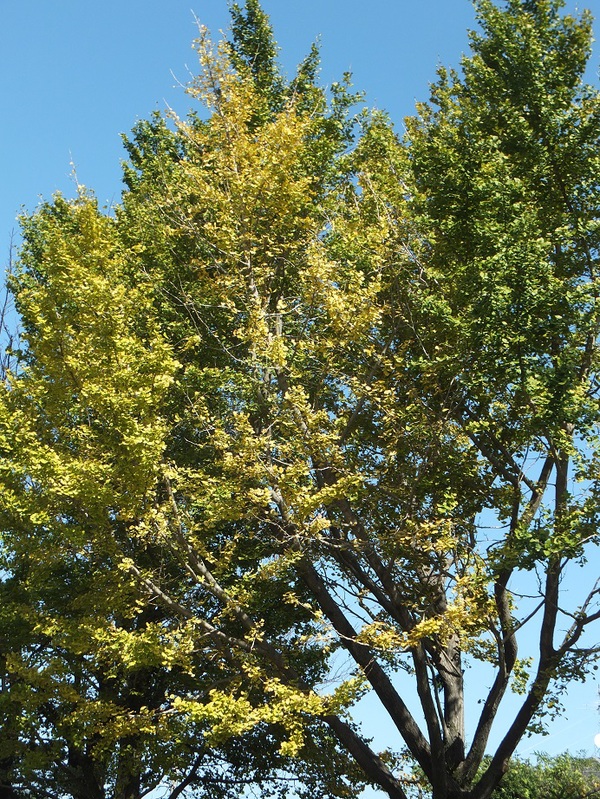 a0126618_15242487.jpg