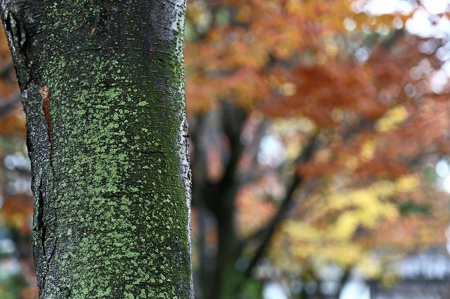 a0242438_20392640.jpg