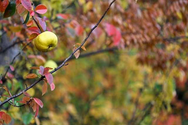 a0242438_20420468.jpg
