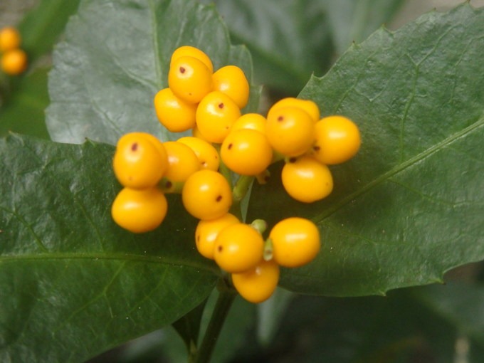 a0054240_20511336.jpg