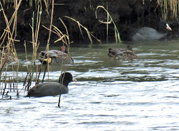 f0214649_51177.jpg