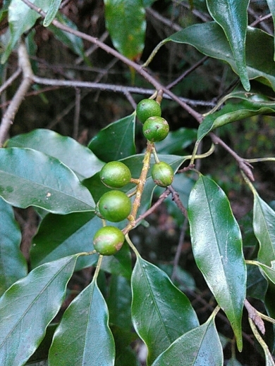 a0018655_14332137.jpg