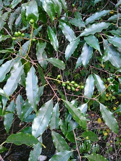 a0018655_14332553.jpg