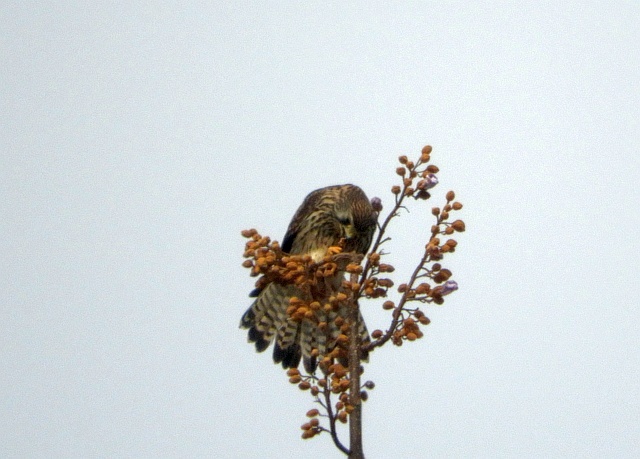 f0378979_1985171.jpg