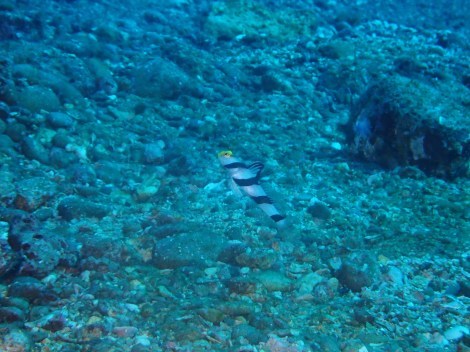 e0115199_16404058.jpg