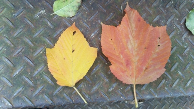 c0016208_18440897.jpg