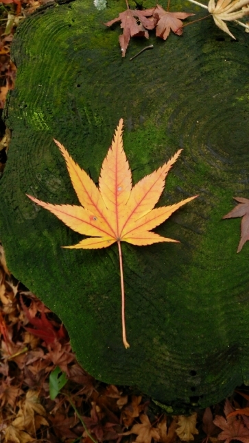 c0016208_18451552.jpg