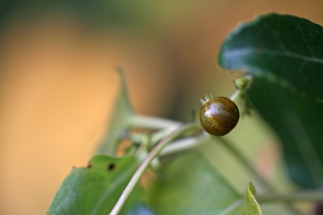 a0242438_22250428.jpg