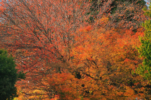 a0263109_20111653.jpg