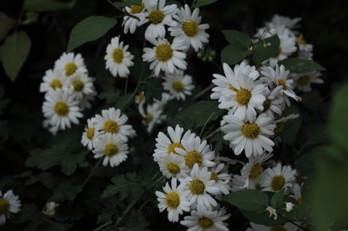 b0309623_08411453.jpg