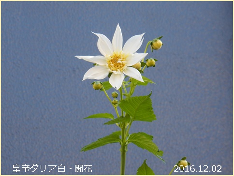 e0033229_22114048.jpg