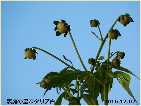 e0033229_22163758.jpg