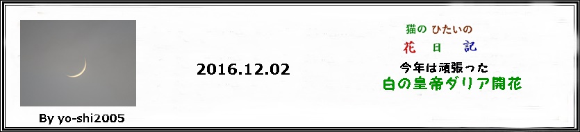 e0033229_22271747.jpg