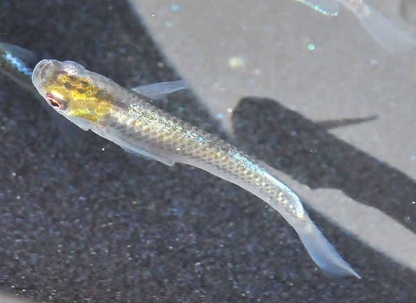 e0097534_1631666.jpg