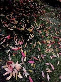 b0128101_20413372.jpg