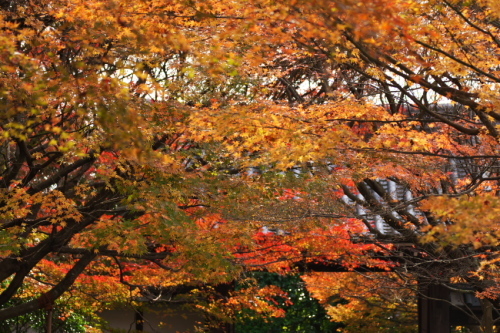 a0263109_21222877.jpg