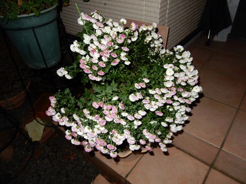 e0033229_18352775.jpg