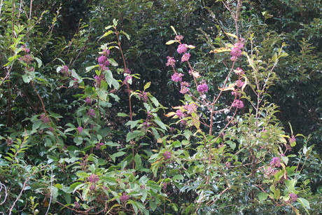 e0292172_20225314.jpg