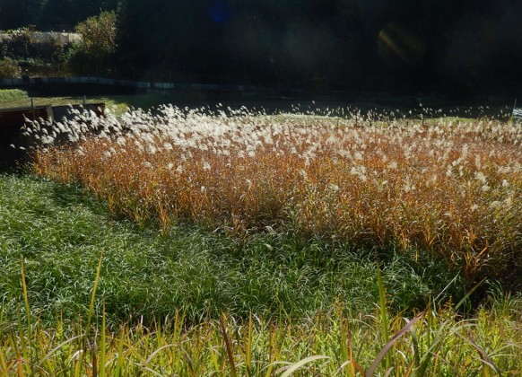 c0144185_1519714.jpg