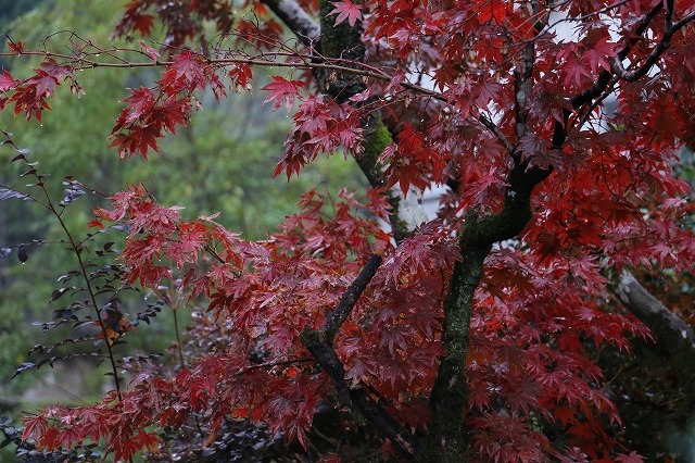 f0204110_8334756.jpg