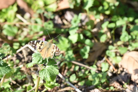 c0353632_15423736.jpg