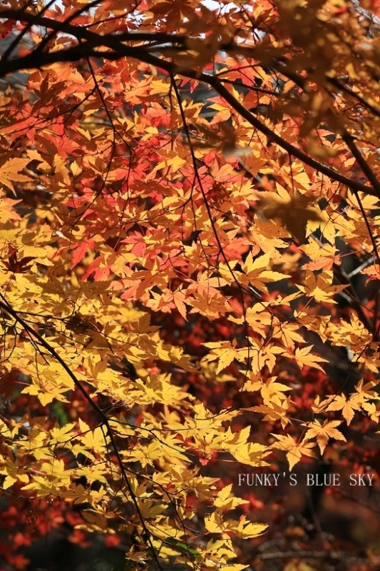 c0145250_09083566.jpg