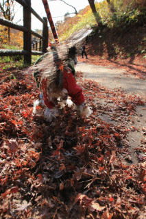 c0145250_09092869.gif