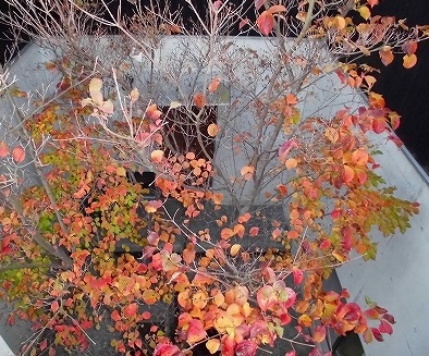 e0002466_20262875.jpg