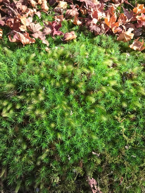 f0204295_12001292.jpg
