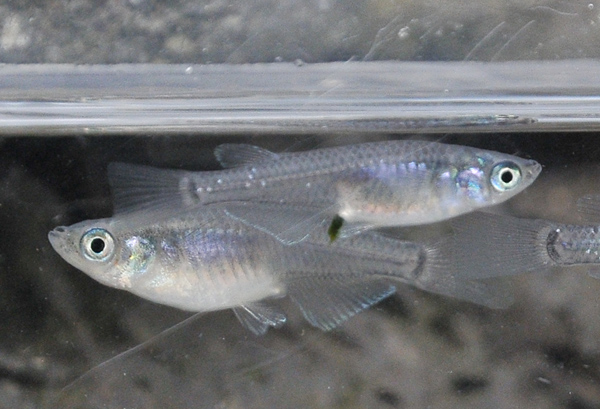 e0097534_1459271.jpg