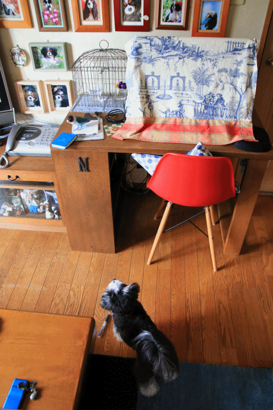 c0145250_10223096.gif
