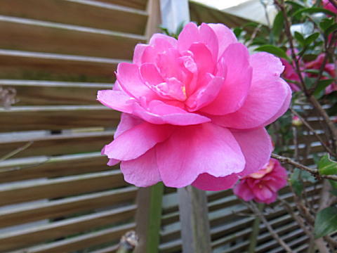d0046702_6144087.jpg