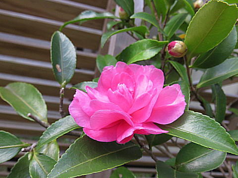 d0046702_6294739.jpg