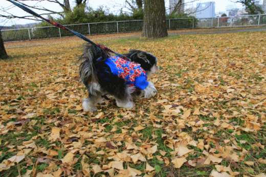 c0145250_08572299.gif