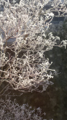 a0247194_18162664.jpg