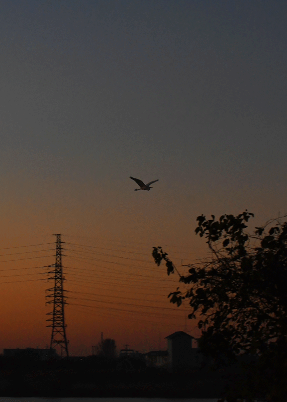 d0290240_14115958.gif