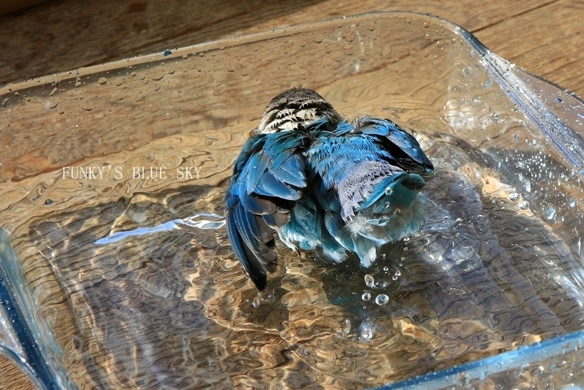 c0145250_10213253.jpg