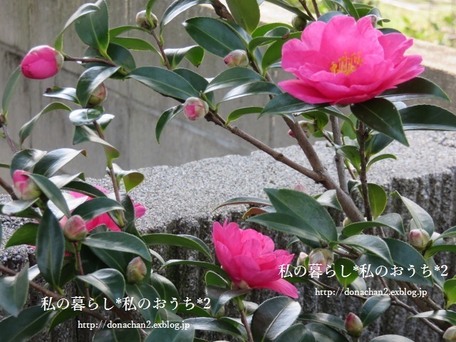 e0354456_15115467.jpg
