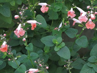 e0130185_11505340.jpg