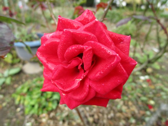 a0143388_1022292.jpg